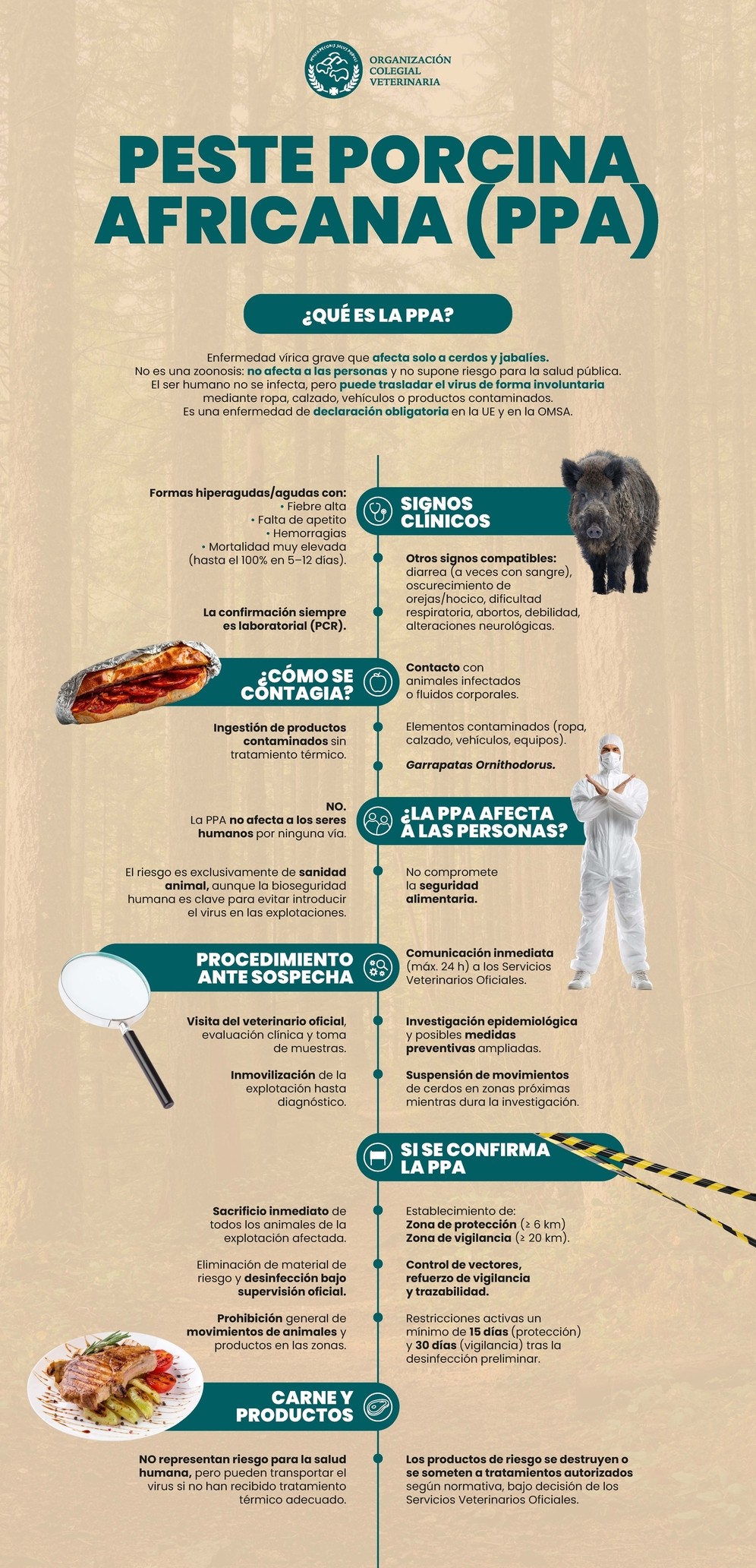 imagen Infografía Peste Porcina Africana