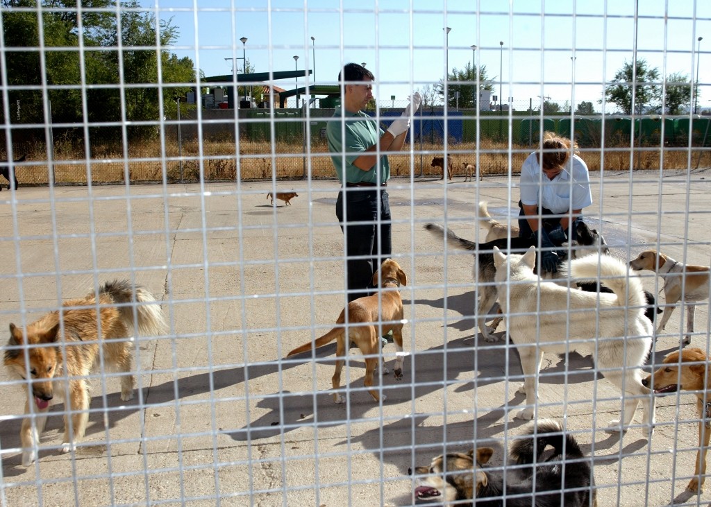 imagen La OCV pide vigilar el cumplimiento de la identificación obligatoria para frenar el abandono animal